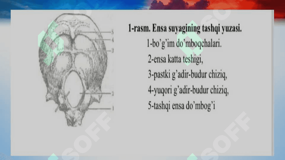 Kalla suyagi 4