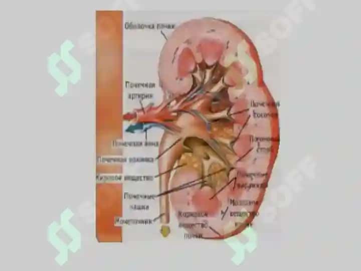 Surunkali buyrakyetishmovchiligi 6