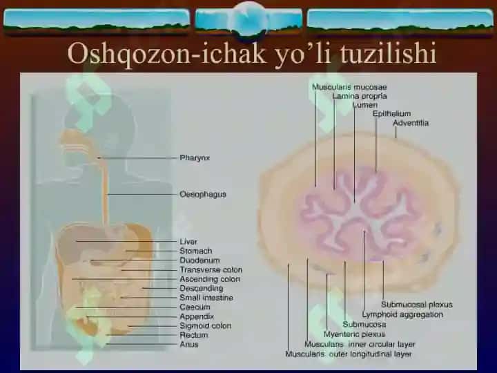 SURUNKALI ENTERIT 3