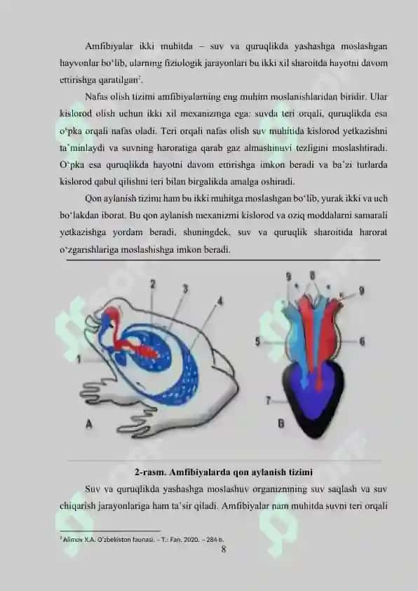 O’zbekiston faunasida uchraydigan suvda ham quruqlikda yashovchilar hayoti va ahamiyati 8