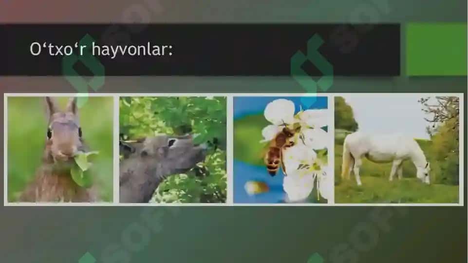 HAYVONLARNING OZIQLANISHI 3