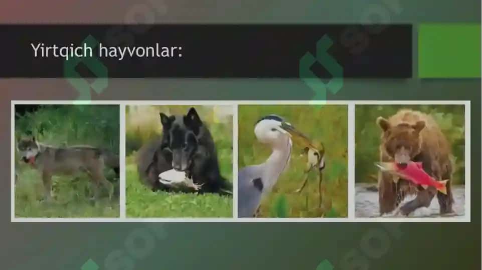 HAYVONLARNING OZIQLANISHI 4