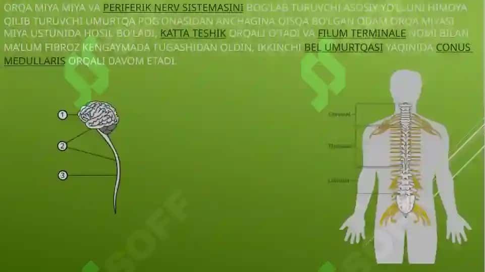 ORQA MIYA.TUZULISHI VA O’TKAZUVCHI TIZIMLARI 4