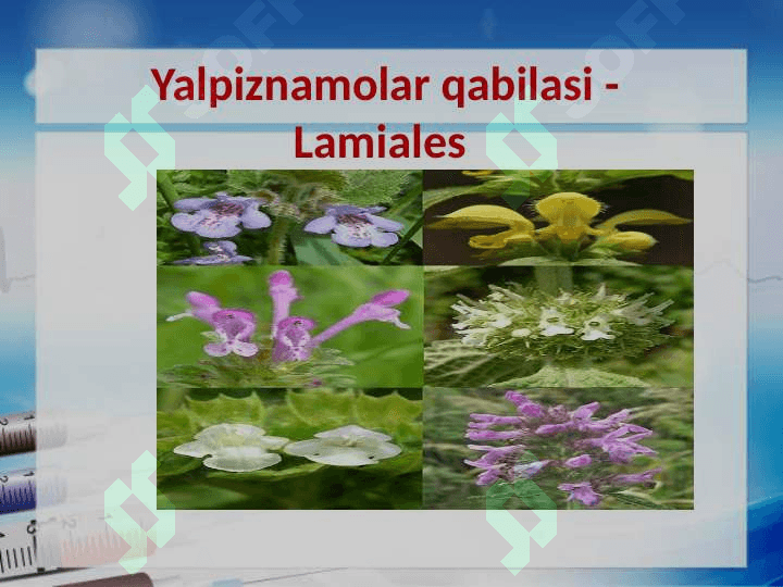 Yalpiznamolar qabilasi - Lamiales 2