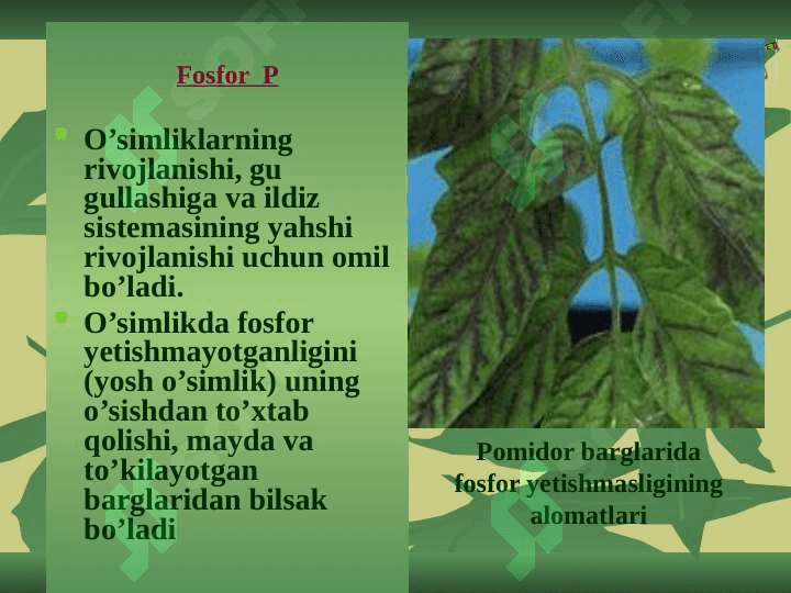 FOSFORLI OʻGʻITLAR 6