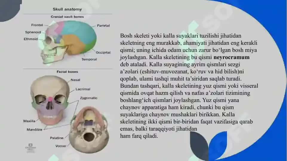 kalla suyaklari 2