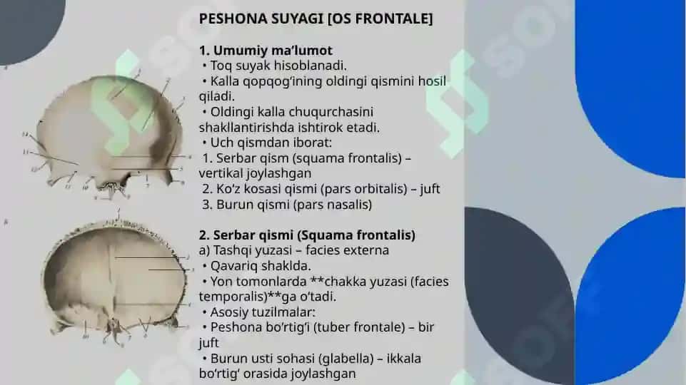 kalla suyaklari 3