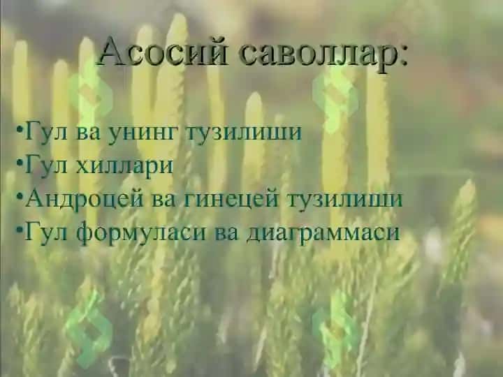 Gulning tuzilishi taqdimot 2