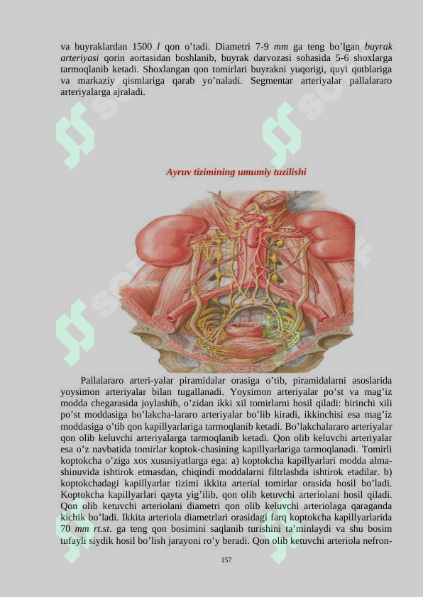 «SIYDIK VA TANOSIL A’ZOLAR TIZIMI.  ENDOKRIN BEZLARI.» 3