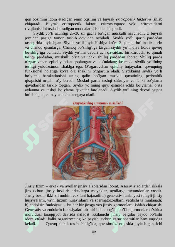 «SIYDIK VA TANOSIL A’ZOLAR TIZIMI.  ENDOKRIN BEZLARI.» 5