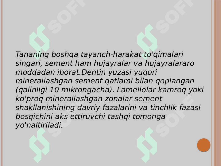 Sementning gistalogik tuzilishi 2