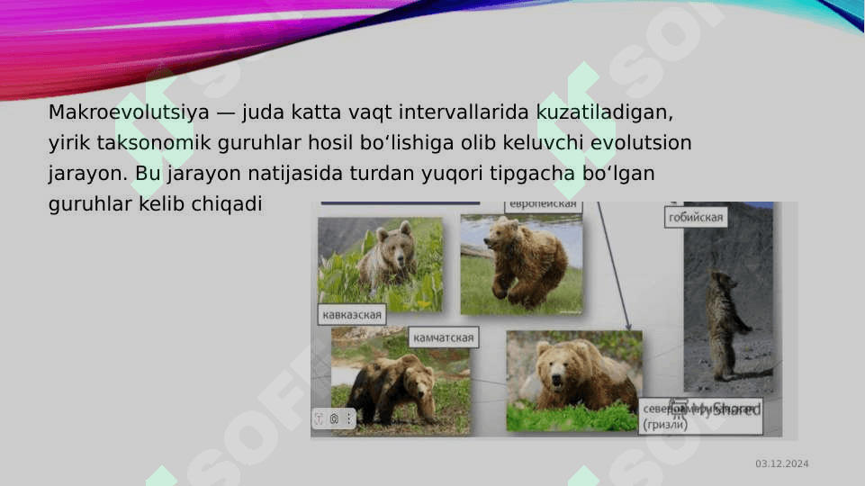 Populyatsiya. Tur. Evolyutsiyani elementar omillari 5