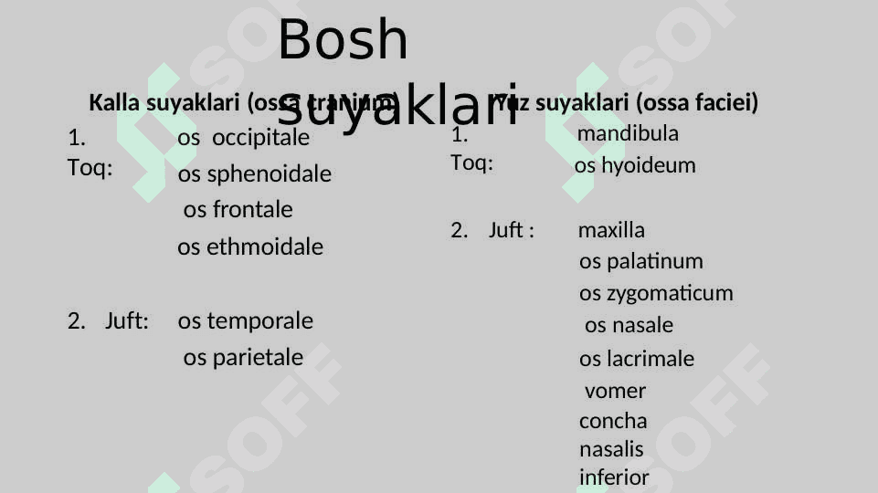 Ensa, peshona va tepa  suyaklari 2