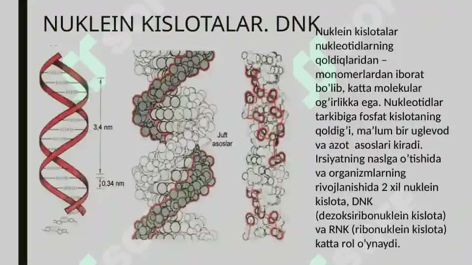 IRSIYATNING MOLEKULYAR ASOSLARI 3