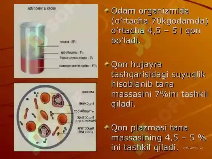 Qon aylanish fiziologiyasi 8