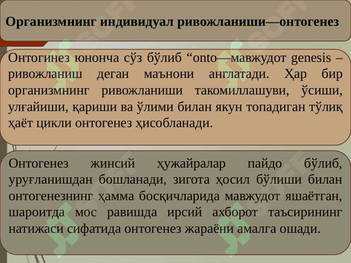 Ontogenez - organizmlarning individual rivojlanishi. Regeneratsiya, transplantatsiya va gomeostaz 3