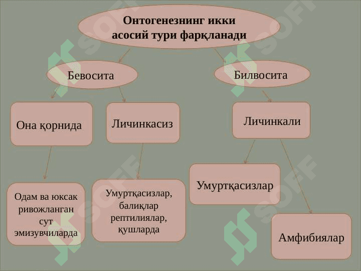 Ontogenez - organizmlarning individual rivojlanishi. Regeneratsiya, transplantatsiya va gomeostaz 4