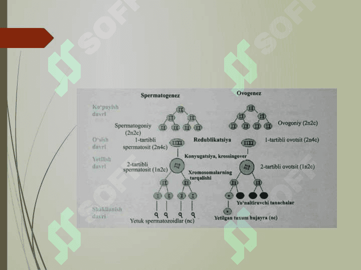Ontogenez - organizmlarning individual rivojlanishi. Regeneratsiya, transplantatsiya va gomeostaz 8
