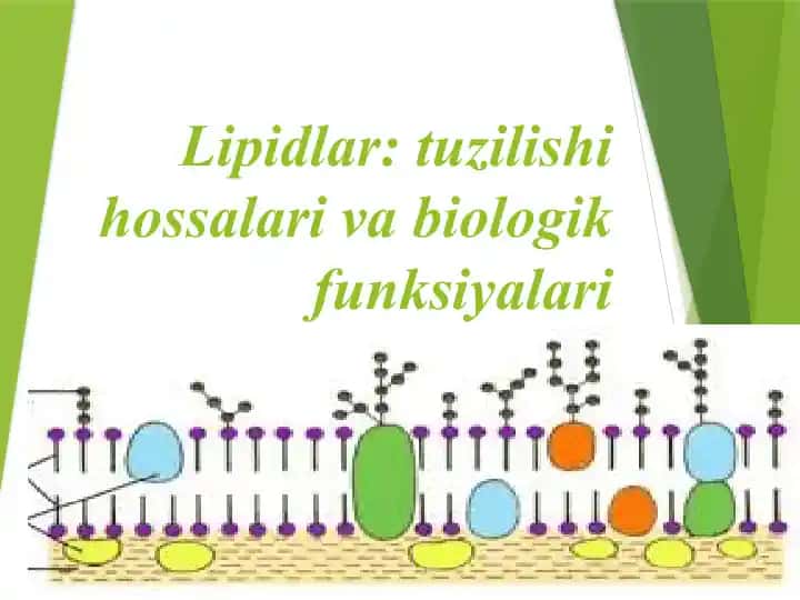 Lipidlar: tuzilishi hossalari va biologik funksiyalari