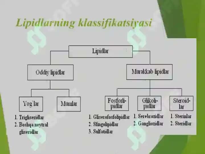 Lipidlar: tuzilishi hossalari va biologik funksiyalari 6