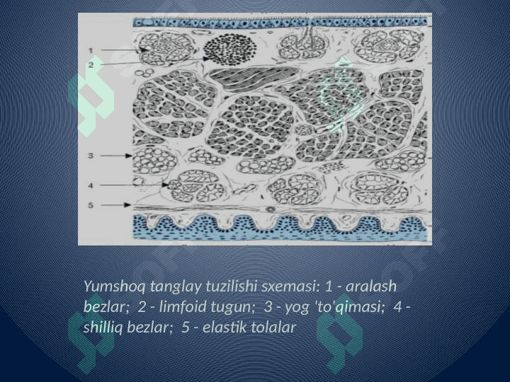 Og'iz bo'shlig'i shilliq qavatining gistalogik tuzilishi 8