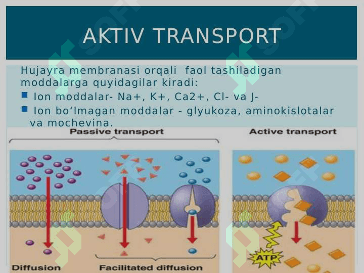 Aktiv transport ( Active tranport ) 3