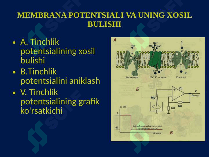QO'ZALUVCHAN TO'QIMA FIZIOLOGIYASI 7