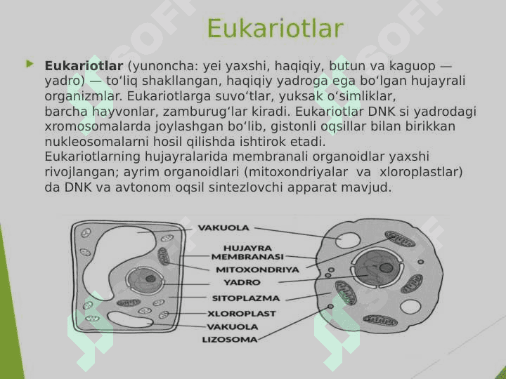 Mikroorganizmlarning strukturasi, murakkab bo'yash usullari 5