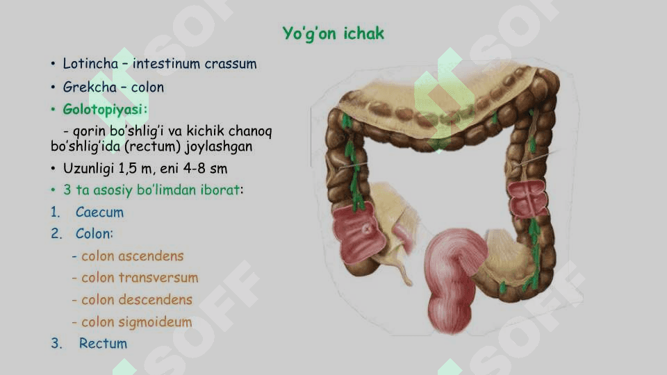 Yo'g'on ichak anatomiyasi 2