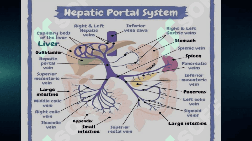 Portal gipertenziya 4