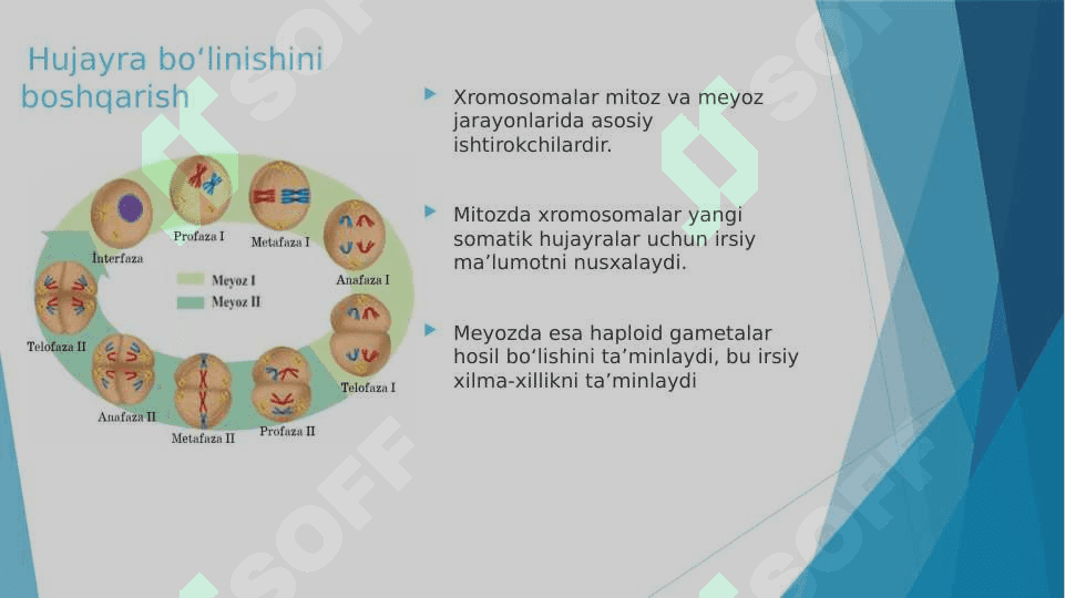 Xromosoma kasalliklari 6