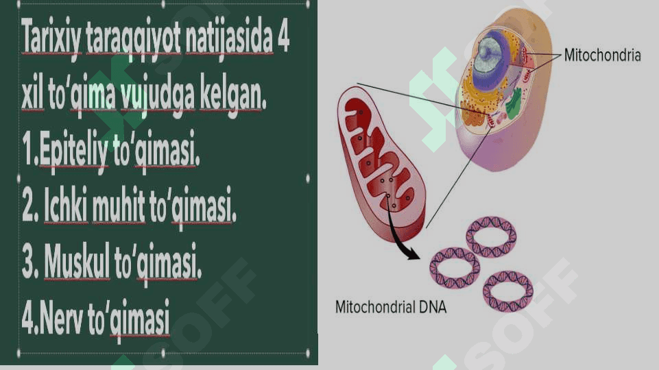 to`qimalar klassifikatsiyasi 2