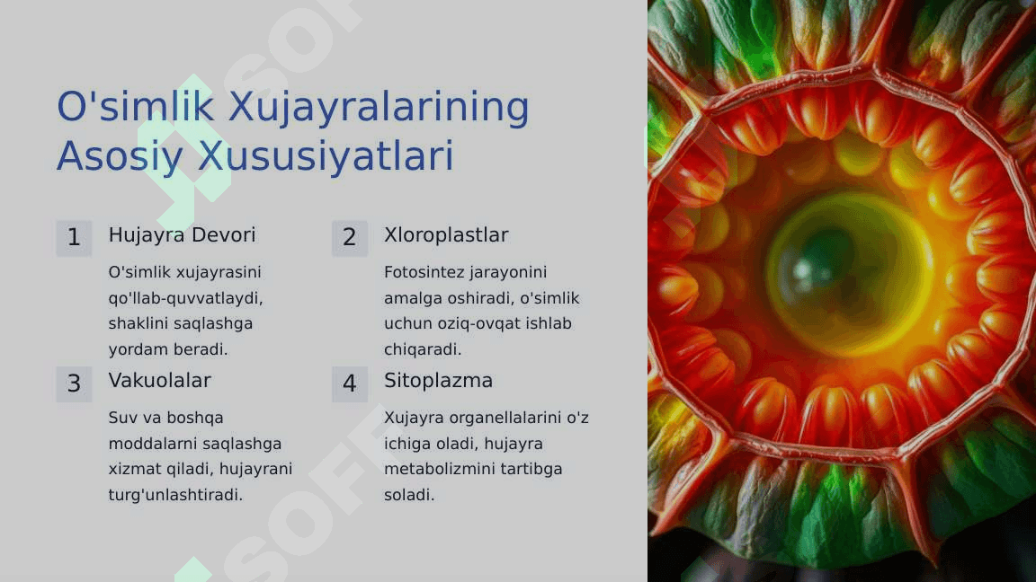 O'simlik va xayvon xujayralarning farqlari, o'simliklarning belgilari 3