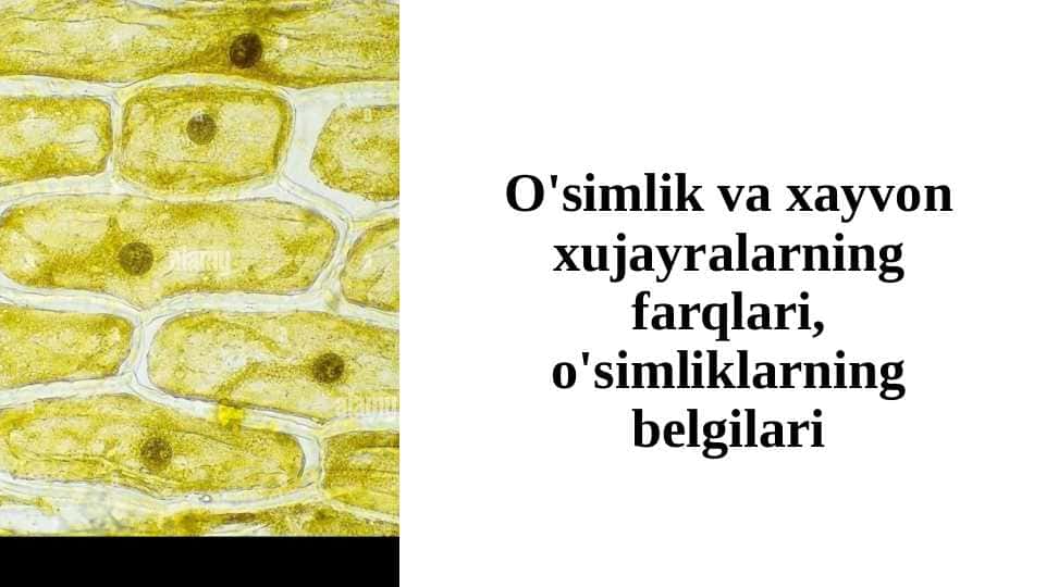 O'simlik va xayvon xujayralarning farqlari, o'simliklarning belgilari 1