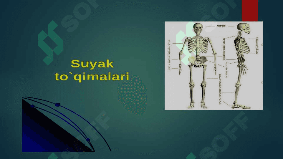 suyak to`qimasi 2
