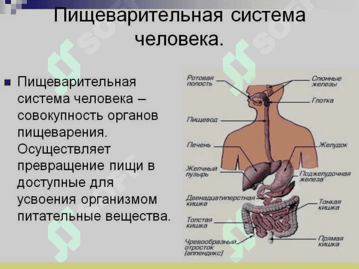 Анатомия физиология пищеварение 3