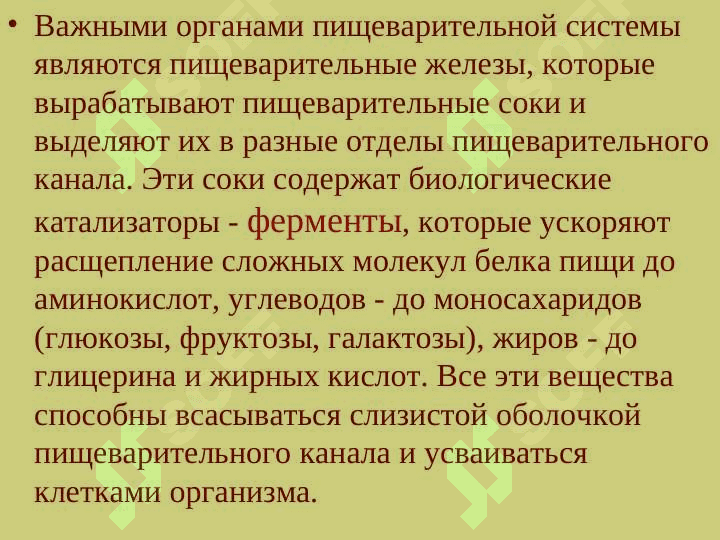 Анатомия физиология пищеварение 5