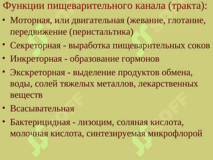 Анатомия физиология пищеварение 6