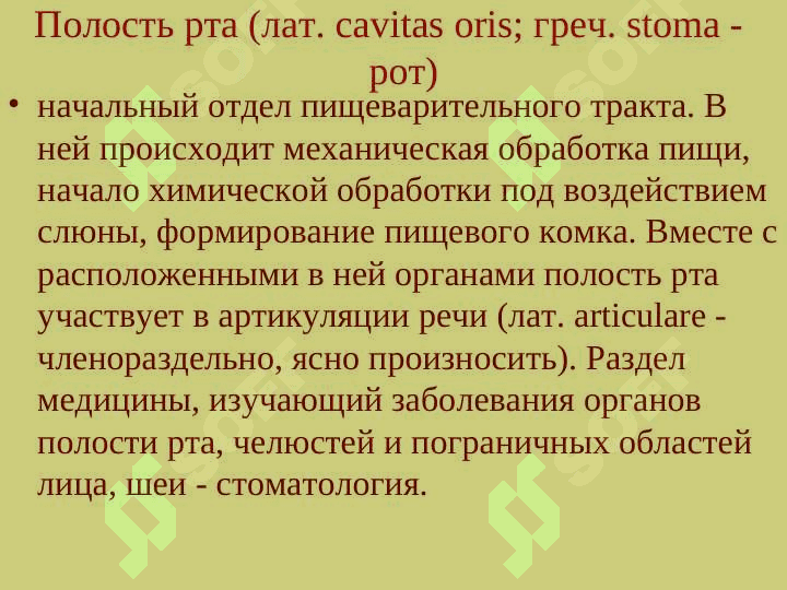 Анатомия физиология пищеварение 7