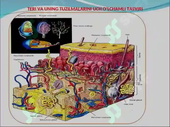 TERI VА UNING HOSILАLАRI. Gistalogiyasi 5