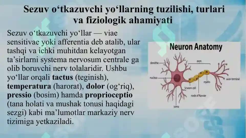 Oddiy refleks yoyi. Sezuv o‘tkazuv yo’llari.Harakat o‘tkazuv yo‘llari. 7