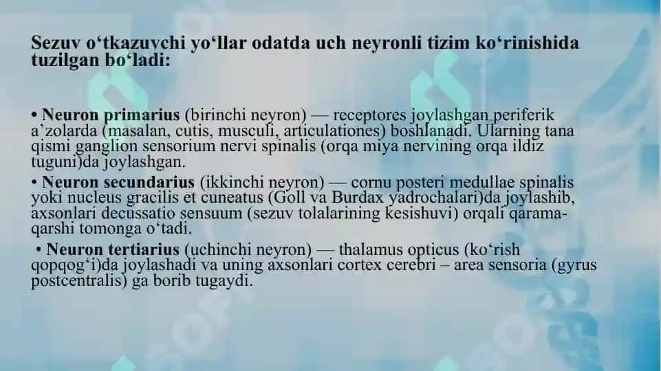 Oddiy refleks yoyi. Sezuv o‘tkazuv yo’llari.Harakat o‘tkazuv yo‘llari. 8