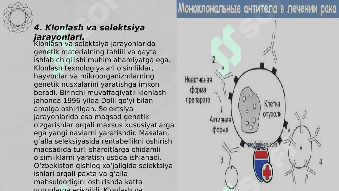 Monoklonal antitelalar, ularning olinishi, tiplari va amaliyotda  qo‘llanilishi. 6