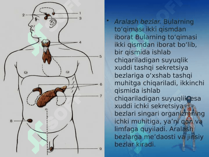 Ichki sekretsiya bezlari haqida umumiy tushuncha 5