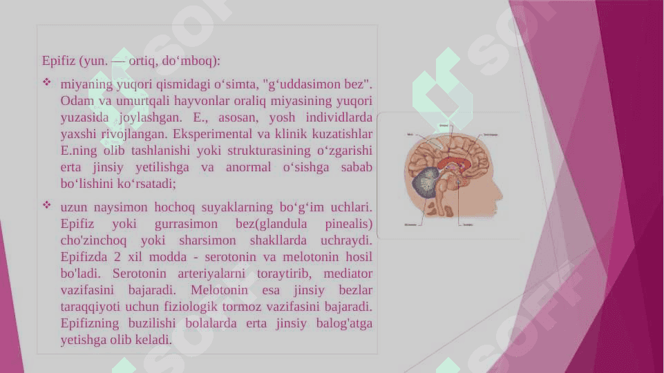 Epifizning ultra strukturaviy tashkil etilishi va funksiyalari gipotalamus neyroslekretsiyasining strukturaviy asoslari 3