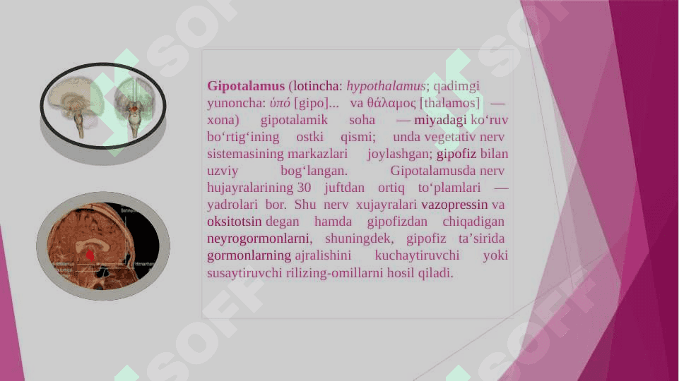 Epifizning ultra strukturaviy tashkil etilishi va funksiyalari gipotalamus neyroslekretsiyasining strukturaviy asoslari 4