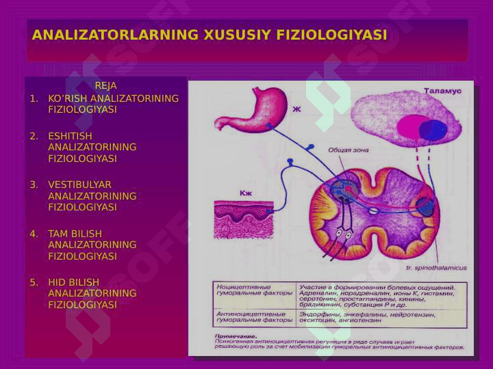 Ko`rish va eshitish analizatorlari fiziologiyasi 2
