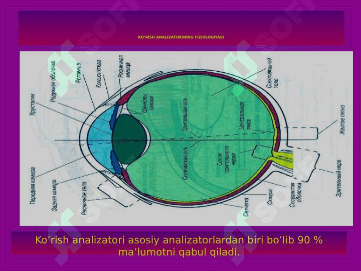 Ko`rish va eshitish analizatorlari fiziologiyasi 3