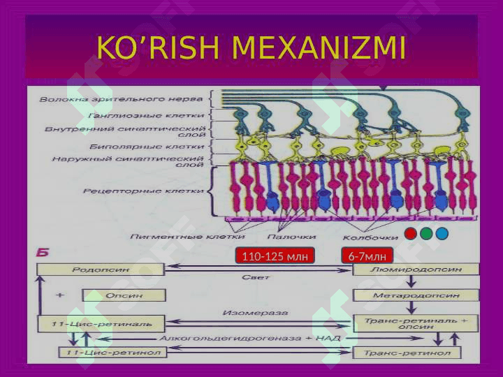 Ko`rish va eshitish analizatorlari fiziologiyasi 7