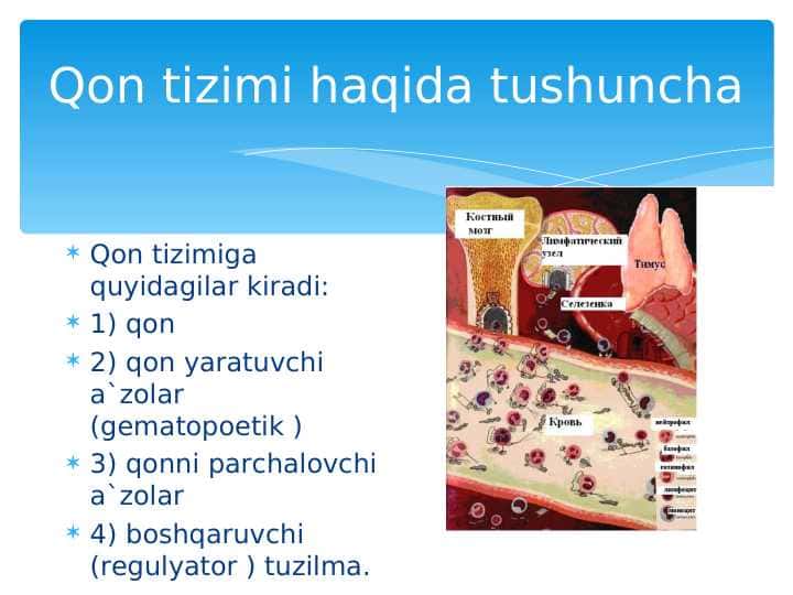 Qon fiziologiyasi  ( eritrositlar va qon pigmentlari )